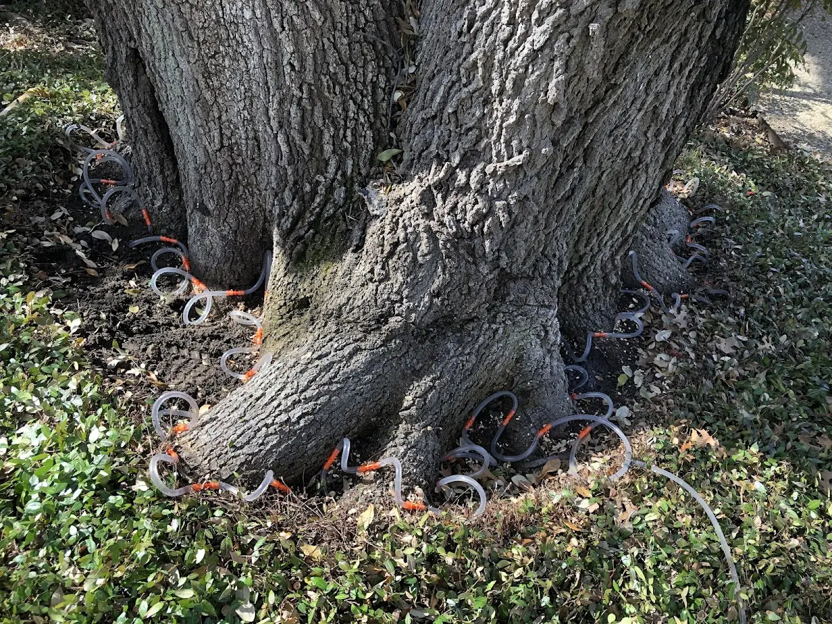 Detailed Tree Cabling and Bracing job site in Macungie